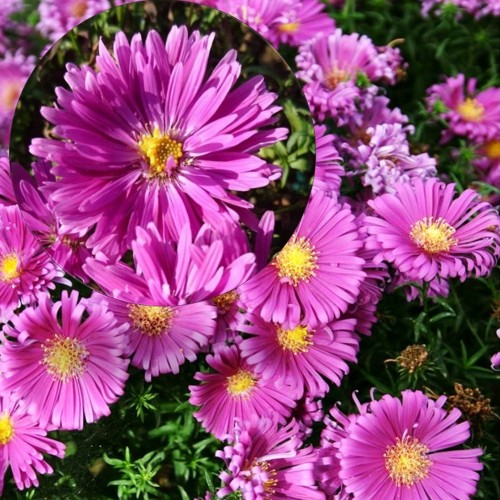 Aster dumosus 'Island Tonga' - Madal aster 'Island Tonga' P9/0,55L 